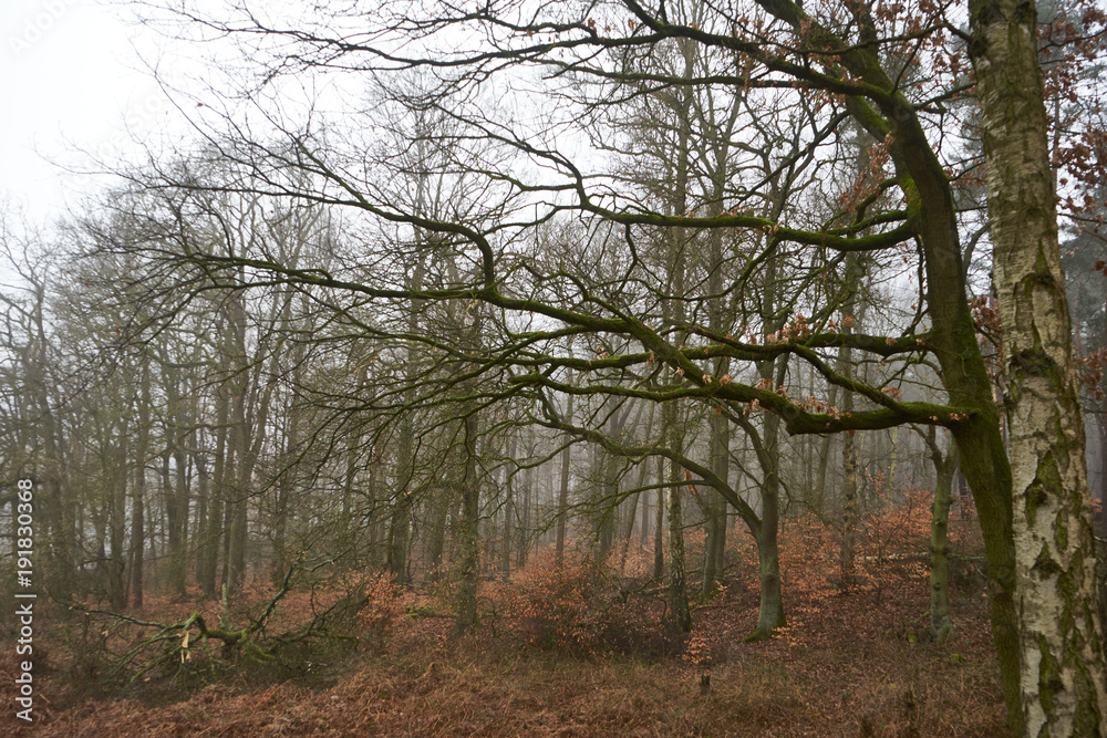 Obraz premium Hullern Winter Stausee