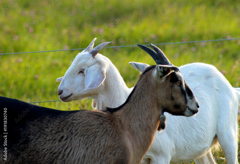 Dos cabras mirando para lados distintos Dos cabras mirando para lados distintos