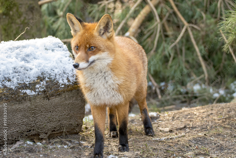Fototapeta premium Red Fox in Winter