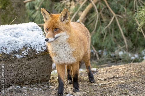 Red Fox in Winter © gerckens.photo