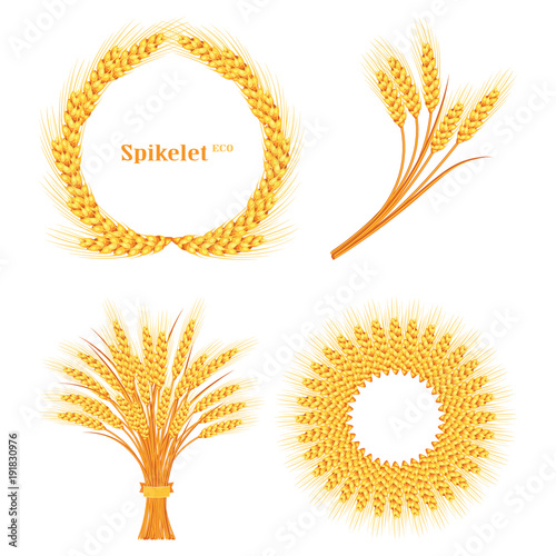 Vector wheat on white isolated background. Vector illustration
