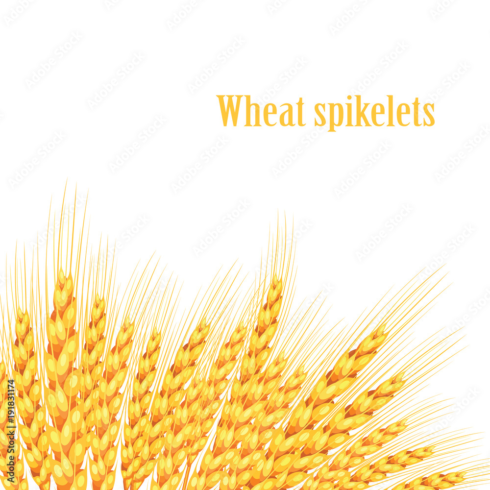 Vector wheat on white isolated background. It goes to create unusual postcards. Vector illustration Vector wheat on white isolated background. It goes to create unusual postcards. Vector illustration