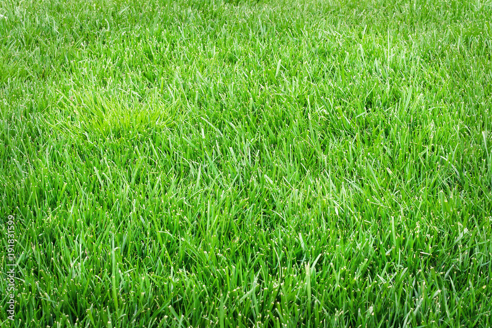 Grass field close up. Green grass texture Grass field close up. Green grass texture