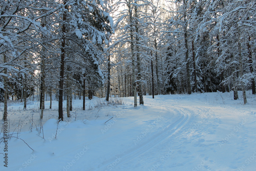 Ski track in Swedish forest