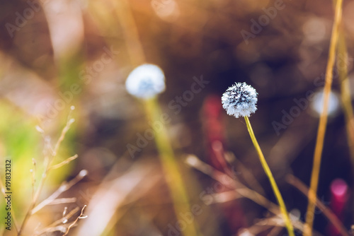 Natural background. Eriocaulon henryanum Ruhle on the grass in the forest. photo