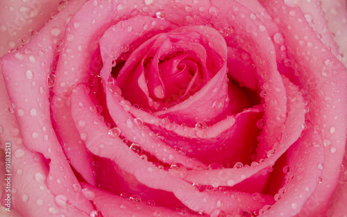 Water drop on pink rose close-up background.