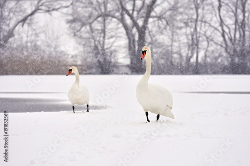 Swans in winter. Beautiful bird picture in winter nature with snow.