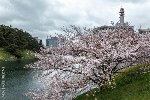 皇居お堀の桜とビジネス街 photo