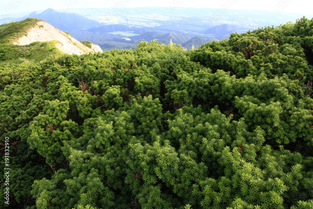 Green trees in mountains Green trees in mountains