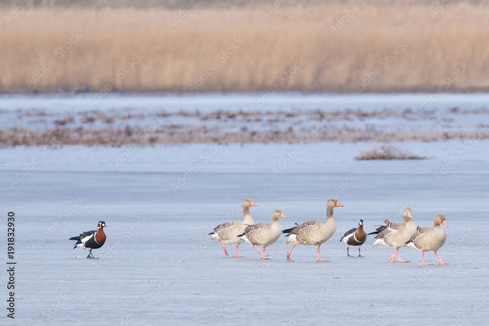 Red Breasted, Greylag and White-fronted Geese in Winter Red Breasted, Greylag and White-fronted Geese in Winter