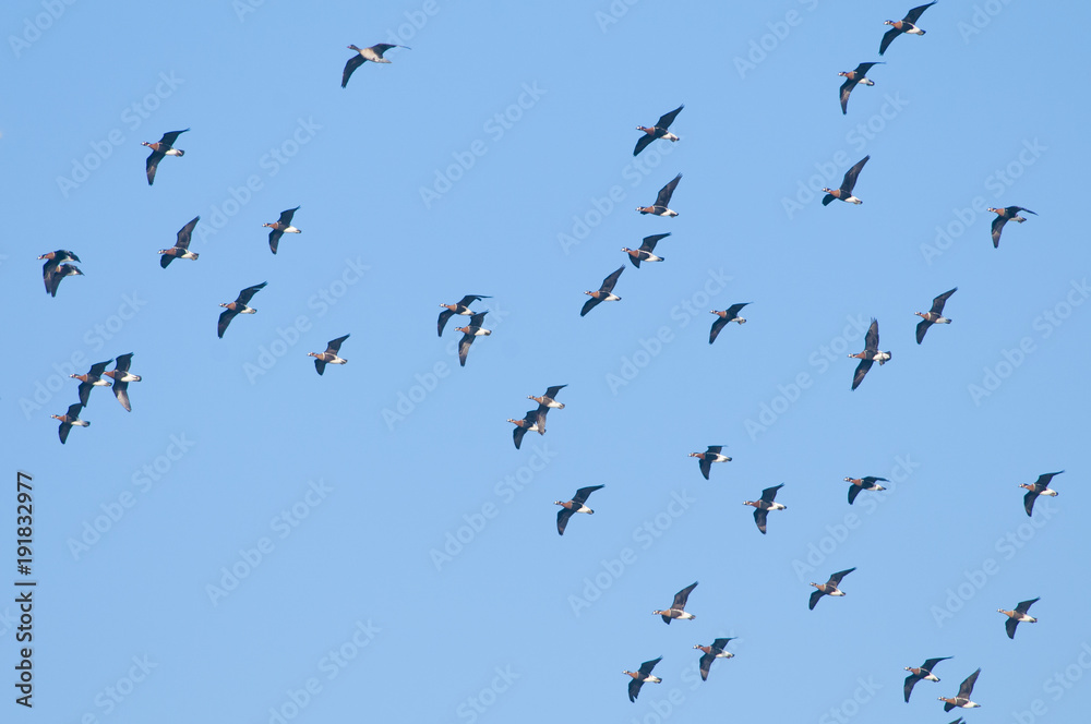 Fototapeta premium Red Breasted Goose