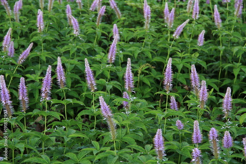 Flowers in Nara, Japan photo