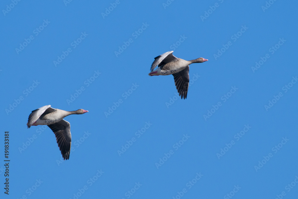 Obraz premium Greylag Goose in flight