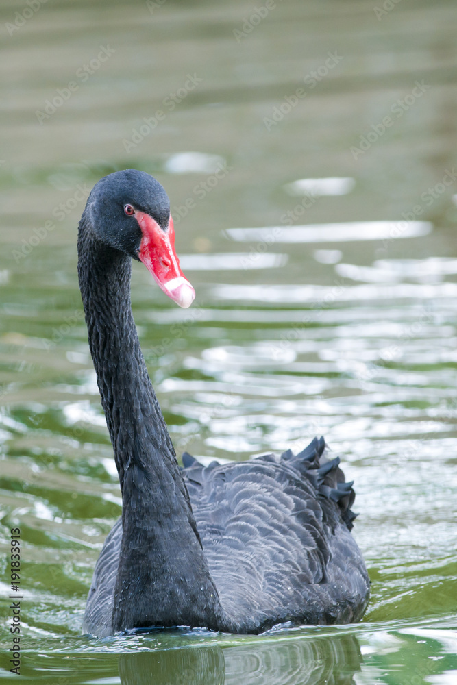 Black Swan