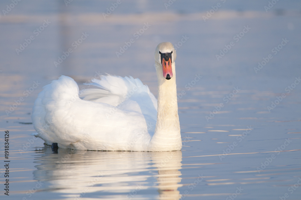 Naklejka premium Mute Swan