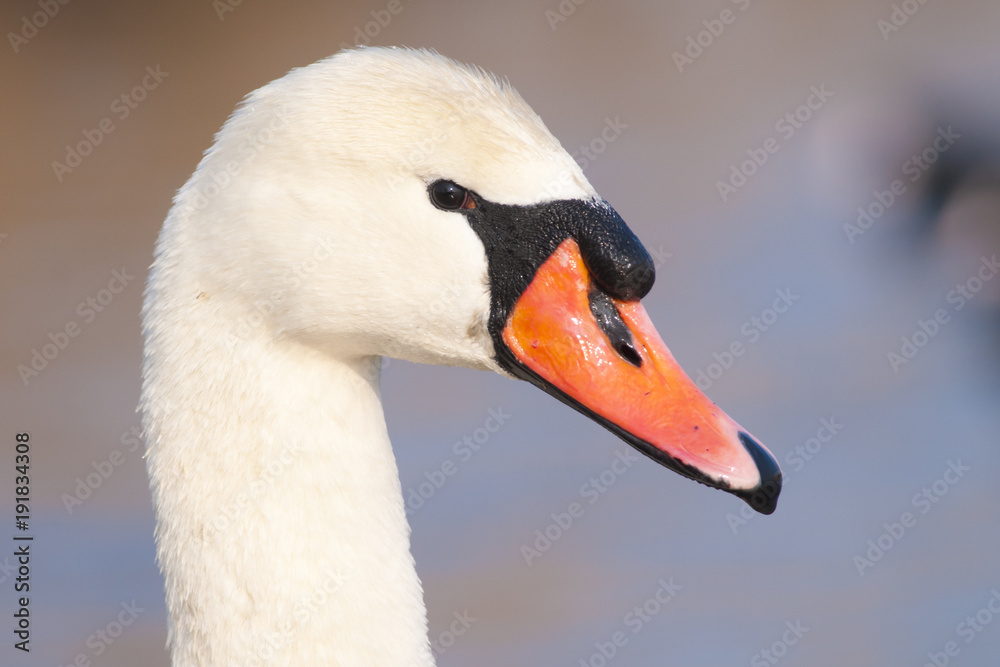 Mute Swan Mute Swan