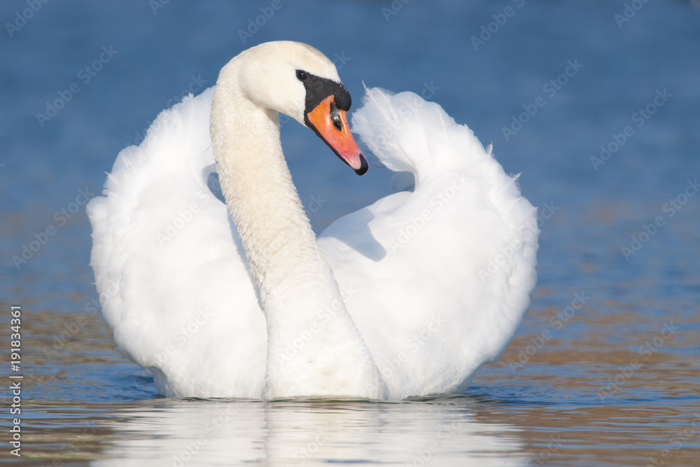 Obraz premium Mute Swan