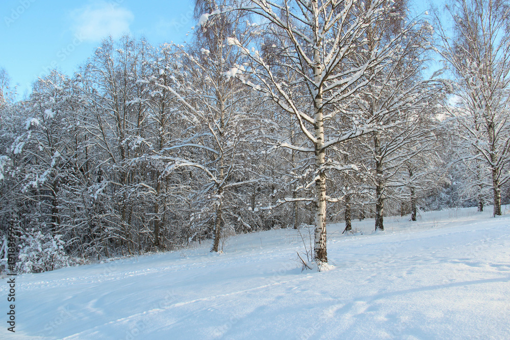 Forest and meadow on a cold and sunny winter day. Forest and meadow on a cold and sunny winter day.
