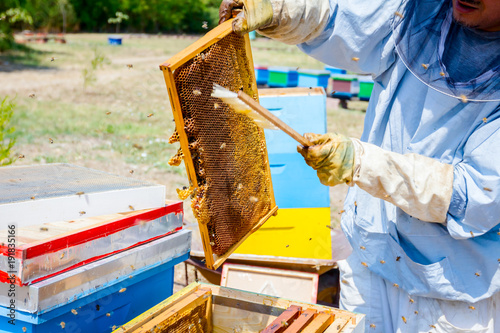 Fotografie Beekeeper is using bristle to get rid of bees