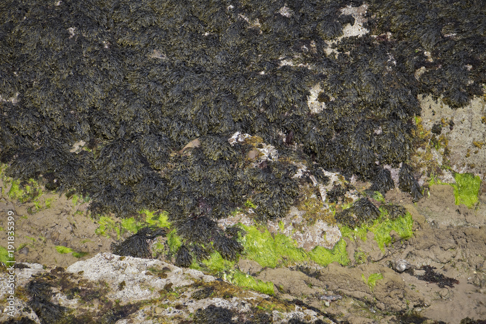 Seaweed Seaweed