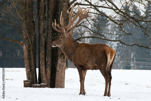 Deer with big antlers in winter