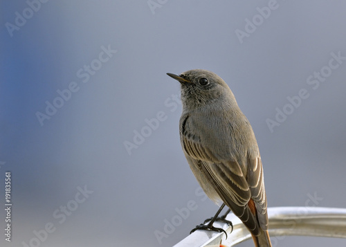 Black Redstart (Phoenicurus ochruros), Crete 