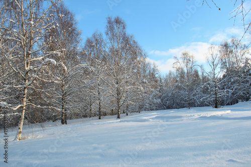 Forest and meadow on a cold and sunny winter day. © Kerstin