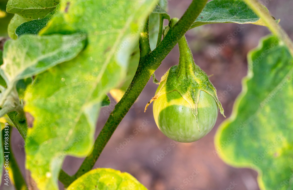 white Eggplant in garden in morning white Eggplant in garden in morning