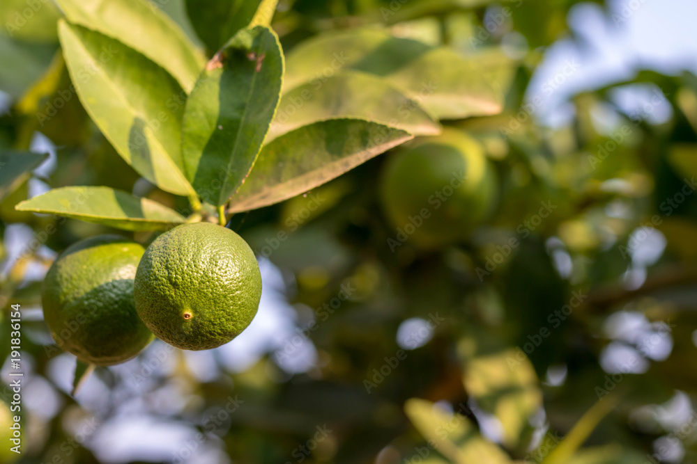 lemon in my garden in morning