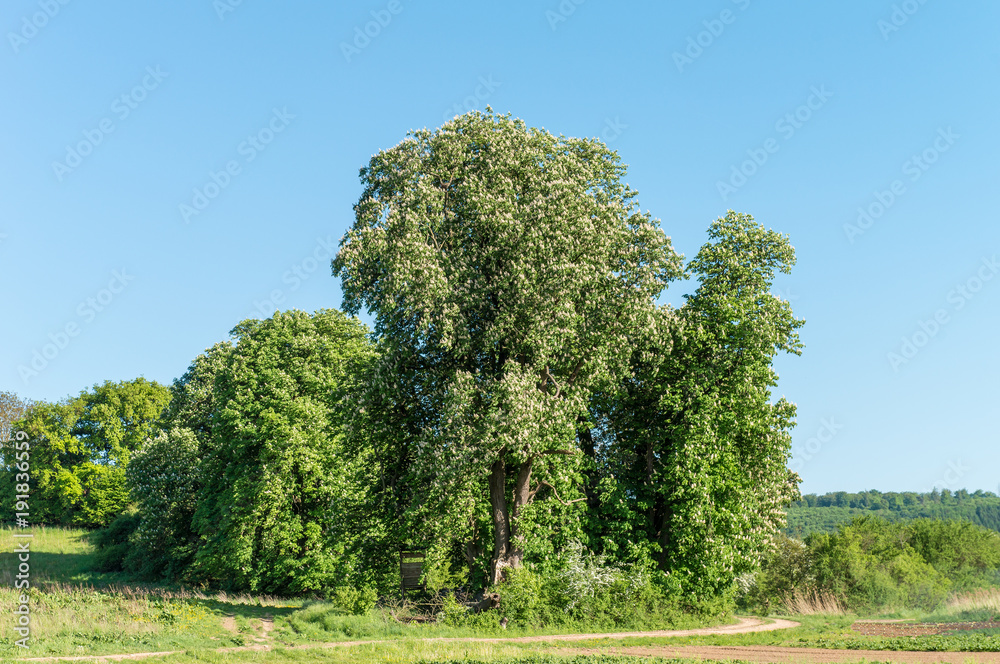 Obraz premium Blühende Kastanienbäume