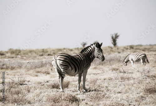 Wilde Zebras in der Savanne von Namibia S  d Afrika