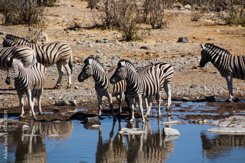 Wilde Zebras in der Savanne von Namibia Süd Afrika