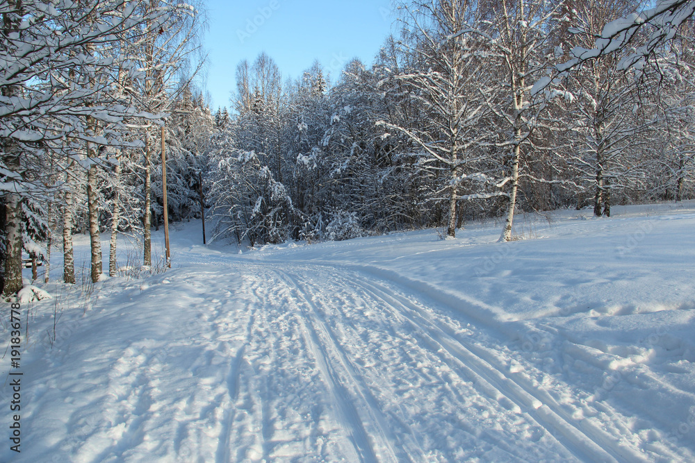 Fototapeta premium Ski trails in Swedish forest
