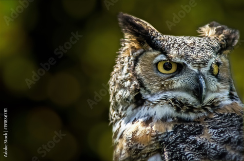 Portrat of the owl with yellow eyes