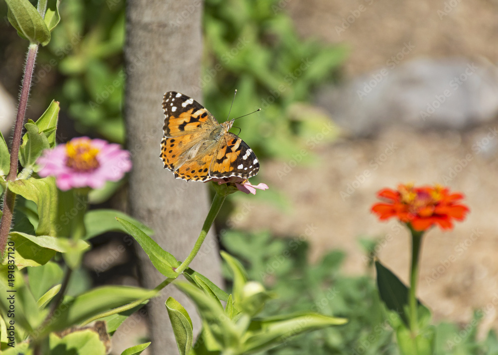 orange painted lady butterfly on zinnia flower orange painted lady butterfly on zinnia flower