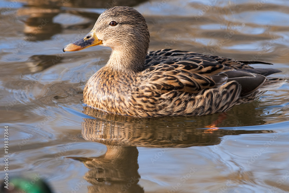 Fototapeta premium Mallard Duck female on water