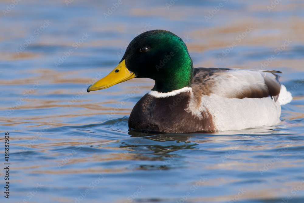 Mallard Duck male