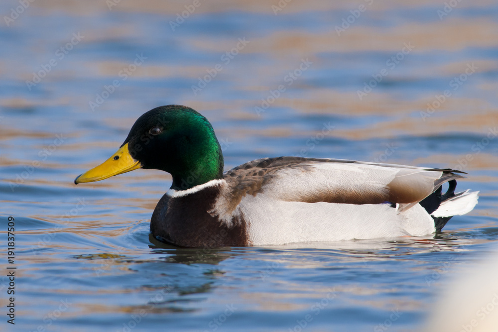 Obraz premium Mallard Duck male
