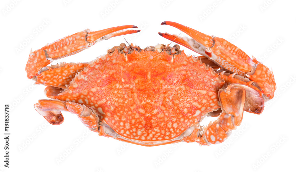 Top of steamed blue crab isolated on white background Top of steamed blue crab isolated on white background