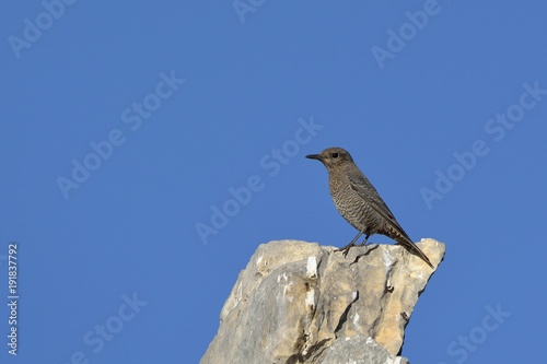 Blue Rock-thrush (Monticola solitarius) , Greece © ASakoulis