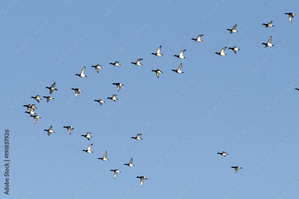 Tufted Duck Flock in flight