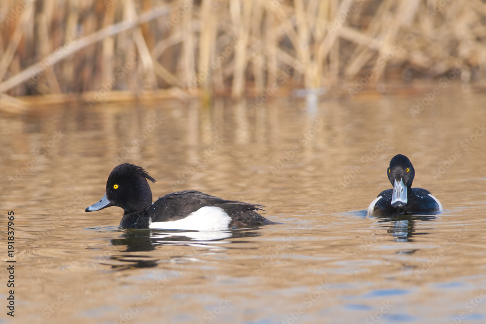 Fototapeta premium Tufted Duck