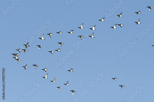 Tufted Duck Flock in flight © Iliuta