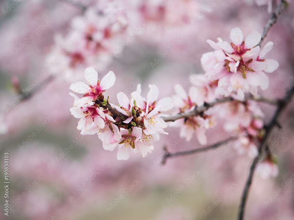 Beautiful almond tree flowers