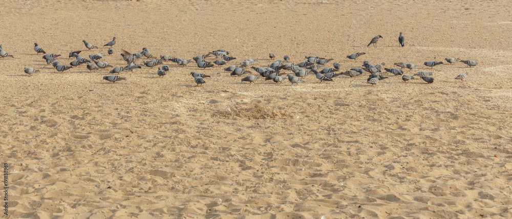 group of pigeons at marina beach chennai india group of pigeons at marina beach chennai india