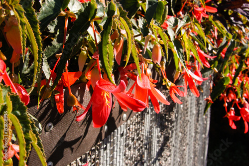 Red vining flowers on a fence photo