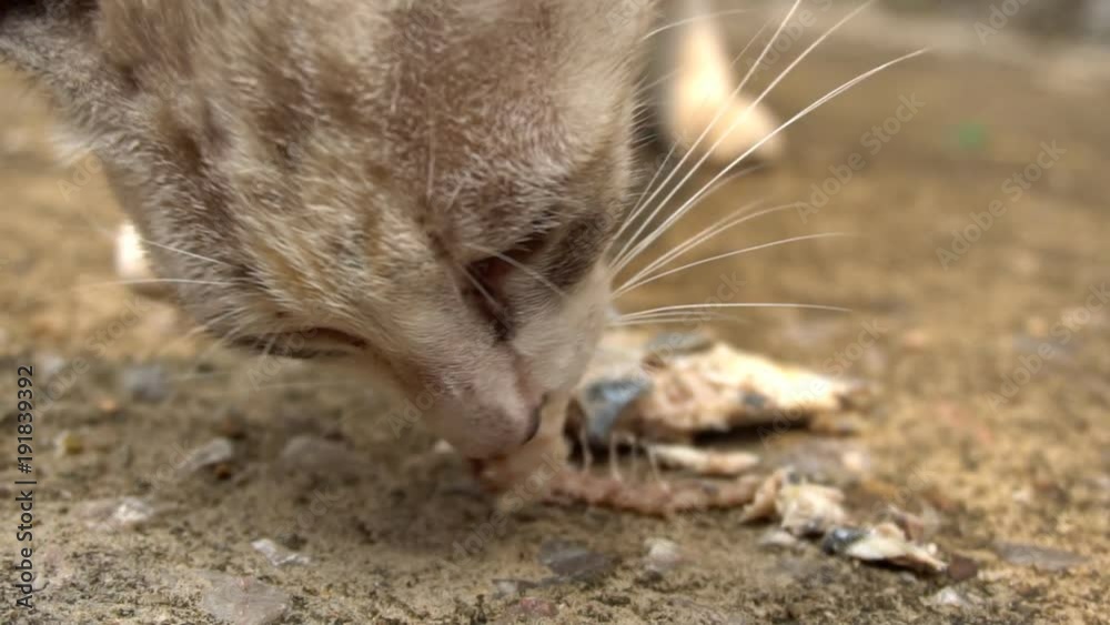 Stray cat eating food, slow motion Stray cat eating food, slow motion