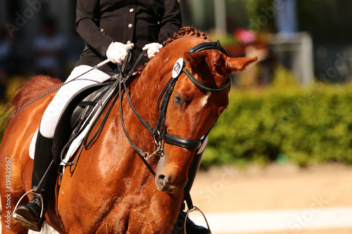 Horse in close-up in the dressage competition at the tournament course.. © RD-Fotografie