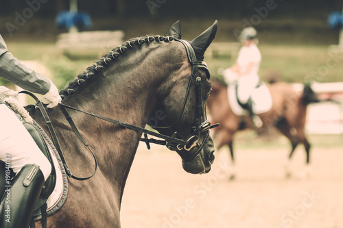 Horse in close-up in the dressage competition at the tournament course..