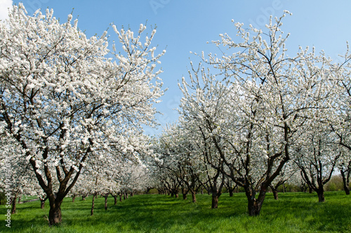 Kirschbaumblüte